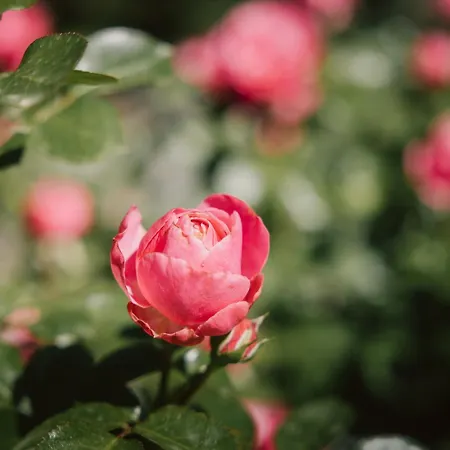 Miaflor Familien- & Aktivresort 4* 奥伯林塔尔的里德